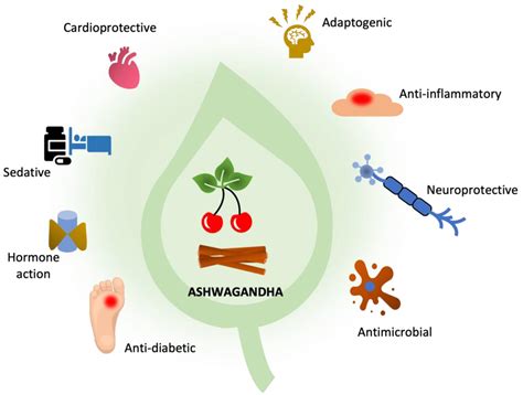 Pharmaceutics | Free Full-Text | Ashwagandha (Withania somnifera)—Current Research on the Health ...