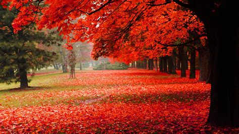 wallpaper Natural, park, autumn, red leaves, autumn scenery HD : Widescreen : High Definition ...