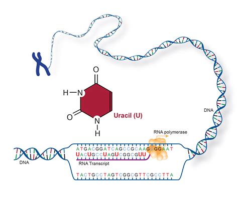 Uracil