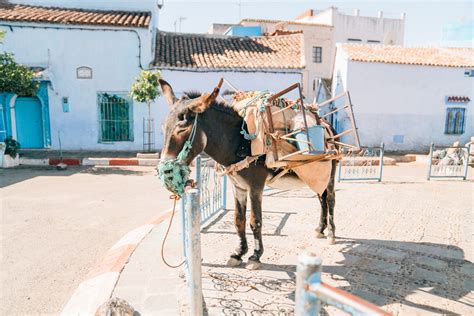 QUICK GUIDE TO CHEFCHAOUEN - Tour de Lust