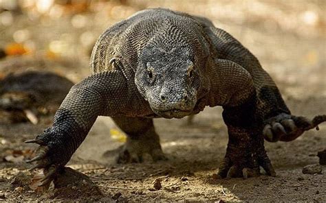 What Do Komodo Dragons Eat? - What Do Animals Eat - Ecology Center