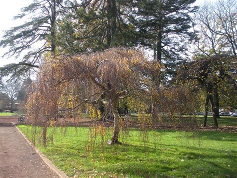 How to Grow and Care for Weeping Birch Trees