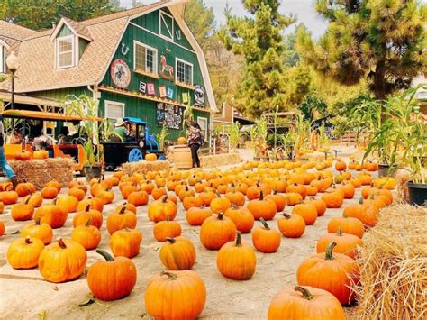 Bay Area Pumpkin Patches To Visit In Fall 2022 - Secret San Francisco