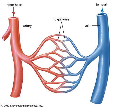 Blood vessel | Definition, Anatomy, Function, & Types | Britannica