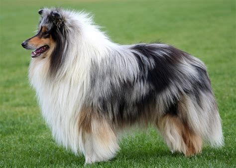 Tricolor Rough Collie on grass field HD wallpaper | Wallpaper Flare