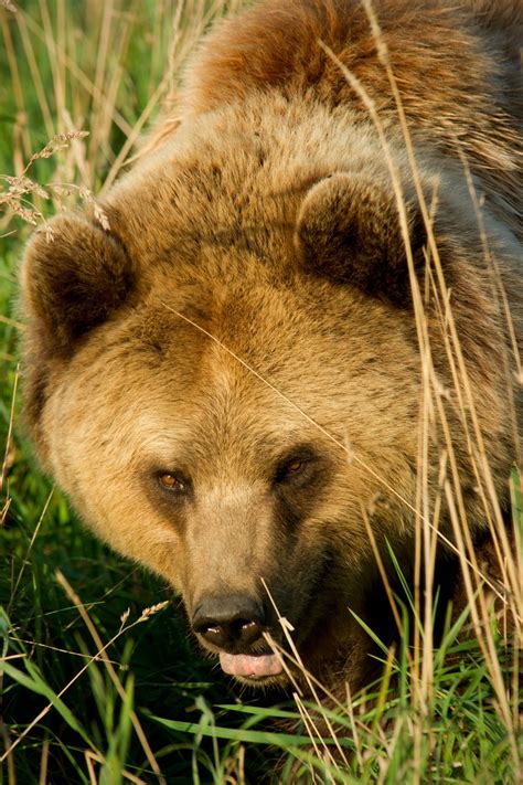 Brown Bear Close Up Free Photo Download | FreeImages