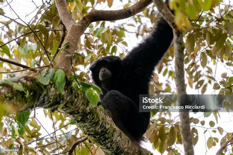 Siamang Symphalangus Syndactylus Stock Photo - Download Image Now ...