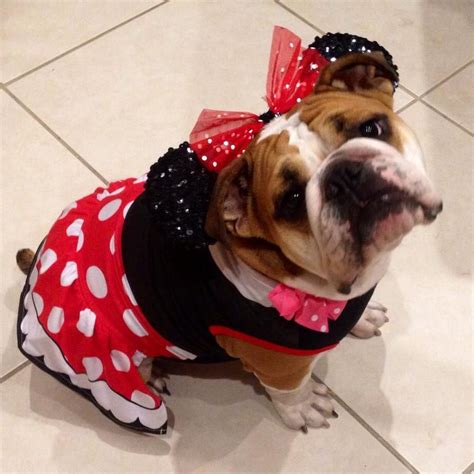 English bulldog my Darla Grace | Bulldog halloween costumes, Bulldog, Bulldog puppies