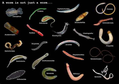 A worm is not just a worm... - Dr. Ross Piper