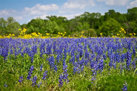 Spring in Texas: Bluebonnets & Barbecue | Confections of a Foodie Bride