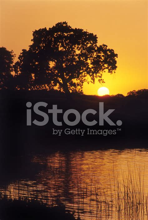 Oak Tree And Marsh, Sunset Stock Photo | Royalty-Free | FreeImages