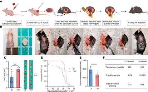 Frontiers | Orthotopic and Heterotopic Murine Models of Pancreatic Cancer Exhibit Different ...