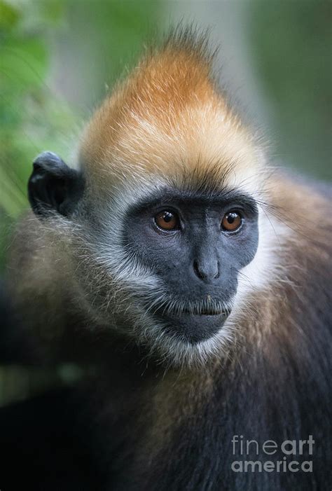 Cat Ba Langur Photograph by Tony Camacho - Fine Art America