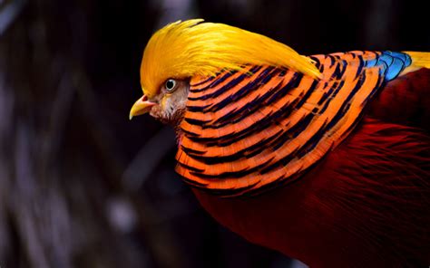 Télécharger fonds d'écran Faisan d'or, 4k, oiseaux colorés, close-up, - Chrysolophus pictus pour ...