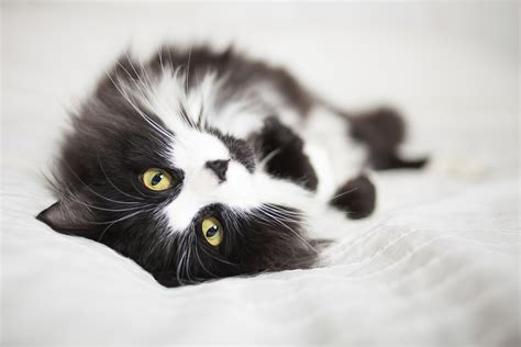 Black Fluffy Cat