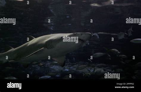 Ragged tooth shark in 4K Stock Video Footage - Alamy