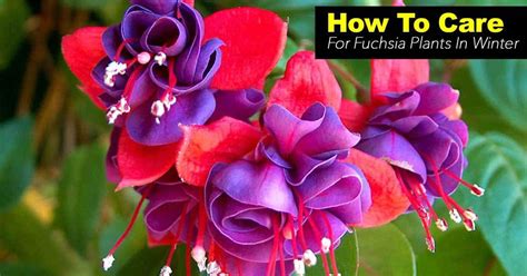 How To Care For The Fuchsia Plant