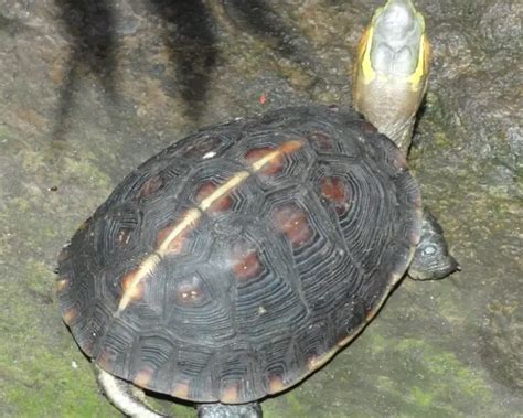 Chinese box turtle - Facts, Diet, Habitat & Pictures on Animalia.bio