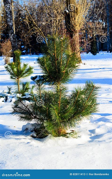 Young Pine Tree in City Park on Winter Stock Image - Image of evergreen, pine: 82811413