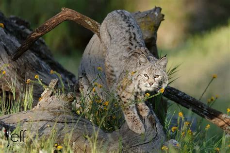 Wildlife Photography Workshop – Bobcats | Jeff Wendorff's Photography Blog