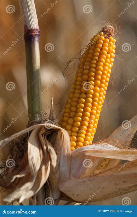 Maize cobs. stock photo. Image of europe, plantation - 102128850