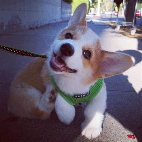 20 of the Cutest Animal Instagram Accounts | StyleCaster