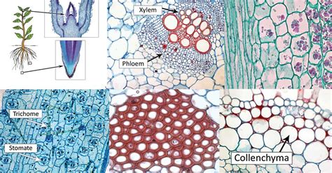 Types of Plant Cell: Structure, Functions, Labeled Diagram