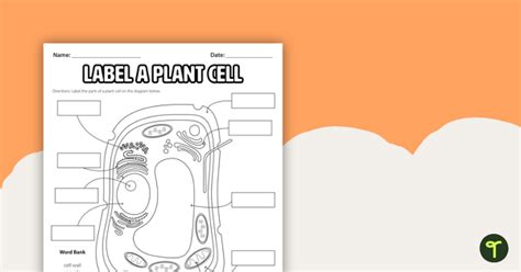 Plant Cell Without Labels Black And White