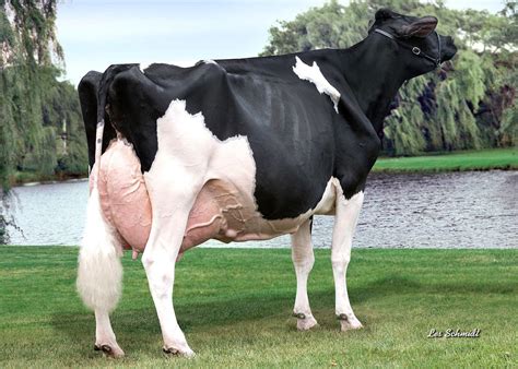 Holstein | Dairy cattle, Show cattle, Holstein cows