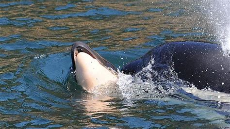 Killer whale still carrying dead baby after 16 days - BBC News