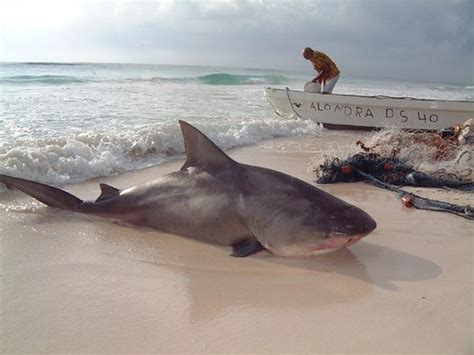 Bull Shark Caught in Tulum, Mexico - Shark Photo