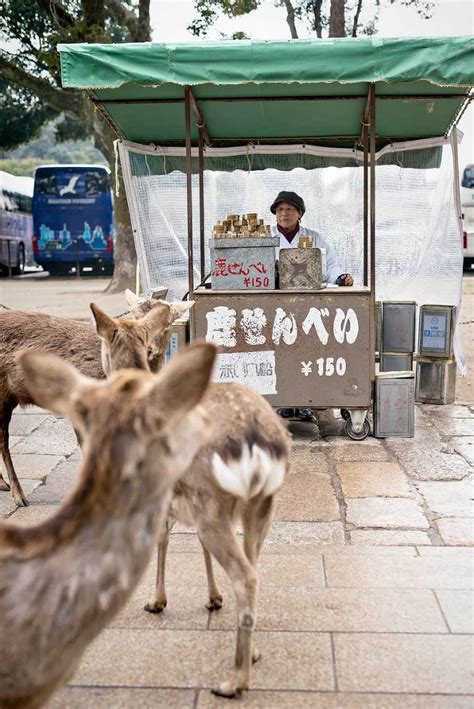 Nara Deer Park: Day Trip from Osaka, Japan | Urban Pixxels