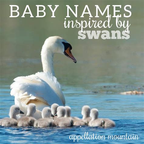 Best name for baby swans