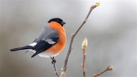 Bullfinch Pictures | Download Free Images on Unsplash