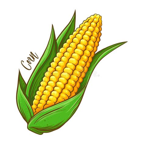 corn cob clip art 13 free Cliparts | Download images on Clipground 2024