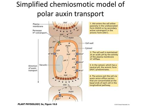 PPT - Chapter 19 auxin PowerPoint Presentation, free download - ID:2348557