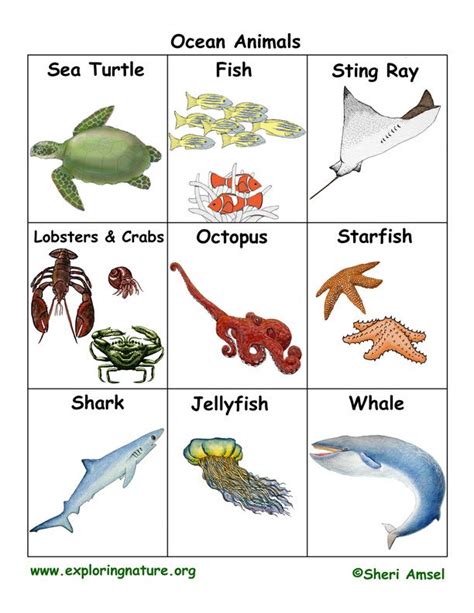 Ocean Animal Flash Cards Printable | Ocean animals pictures, Animal flashcards, Ocean animals