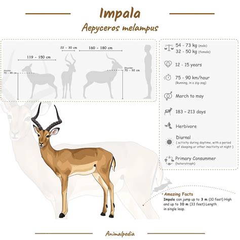 Premium Vector | Diagram showing parts of a impala infographic about impala