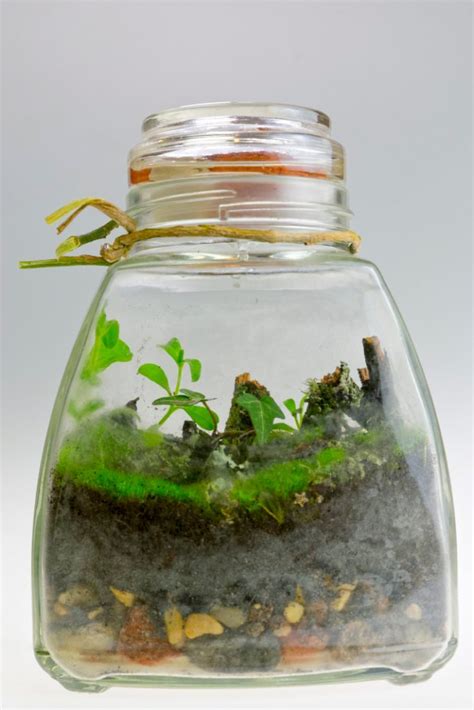 Create Your Own Mini Ecosystem At Home! Shaver's Creek, 41% OFF