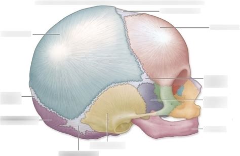 Fetal Skull Anatomy Diagram | Quizlet