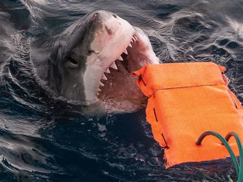 WA fatal shark attack: Common shark myths debunked amid safety questions | Daily Telegraph