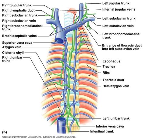 Pin on Lymphs...