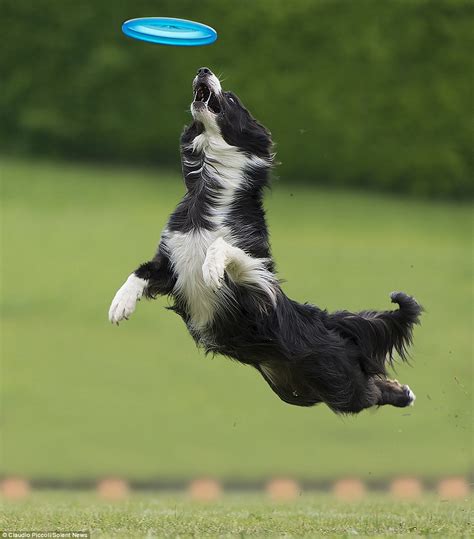 Photos of border collies up to six feet off the ground as they catch ...