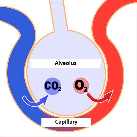 Alveoli Definition, Function & Diagram - Video & Lesson Transcript ...