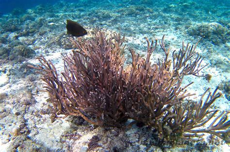 Snorkeling in Moalboal (Philippines) - opening hours, cost, how to get ...