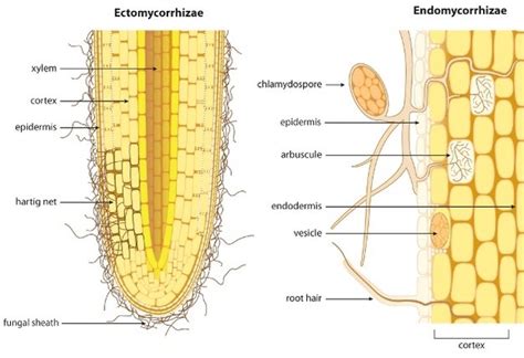 Mycorrhizae: Types and Benefits - Overall Science