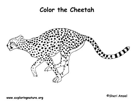 Running Cheetah Coloring Pages