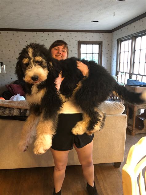 How Big Is A Bernedoodle