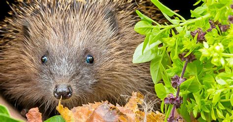 15 hedgehog facts for kids | Love The Garden