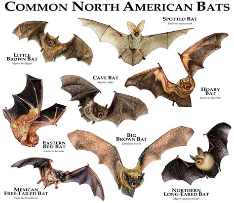 Common Bats of North America Poster Print - Etsy | Bat species, Mammals, Animals